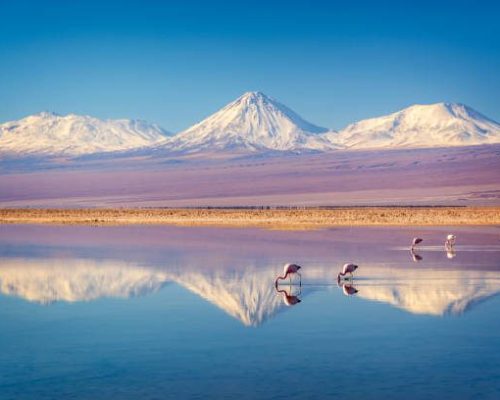 Snowy Licancabur volcano in Andes montains reflecting in the wate of Laguna Chaxa with Andean flamingos, Atacama salar, Chile